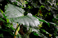 Passeggiando foresta Rio azzurro_Costa Rica_2013